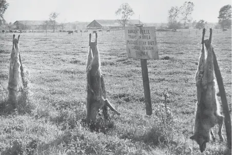  ??  ?? A Louisiana anti-coyote program resulted in scenes like this in the 1970s; top, a young coyote howling “North America’s original national anthem”; images courtesy Dan Flores/Basic Books