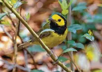  ?? Kathy Adams Clark / Contributo­r ?? Hooded warblers breed in the forests of East Texas.