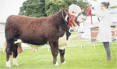  ?? Picture: Ron Stephen. ?? Hereford male and junior champion Panmure 1 Noah from JM Cant and Partners, Easter Knox, Arbirlot, Arbroath.