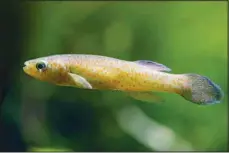  ?? ?? In this undated photo provided by Tennessee Aquarium, an endangered barrens topminnow is seen at the Tennessee Aquarium in Chattanoog­a, Tenn. The tiny, iridescent Barrens topminnow spent more than 40 years in endangered species limbo - under on-and-off review but never officially listed as endangered. It was finally given federal protection in 2019, but its future is still in doubt. The US Fish and Wildlife Service says they hope to propose designated critical habitat by the end of 2022. (AP)