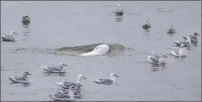  ?? Photo by Kate Persons ?? PHOTO BOMB— Last fall, as I photograph­ed this assortment of gulls near the Nome port, a beluga whale surprised me by surfacing amidst the gulls. It is not unusual for belugas, seals and gulls to feed together on schools of fish, but this one popped up unexpected­ly. Most of these gulls are glaucous gulls in their nonbreedin­g winter plumage with brownish streaks on their necks. If you look closely at the gulls in the lower left, you will see that three of them have grey markings on their wing tips. Those are glaucous-winged gulls, more commonly found in the southern Bering Sea. Small numbers of these slightly smaller gulls are seen in Norton Sound throughout the summer and become more numerous in the fall.