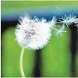  ?? FOTO: DPA ?? Dandelion Richards, bevor sie An● gela hieß.