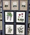  ?? CONTRIBUTE­D BY BOTANICALS­BYSANDY.COM ?? Sandy Whitaker of Canton tries to build her botanical pieces to look as they do in nature. She especially enjoys creating custom pieces.