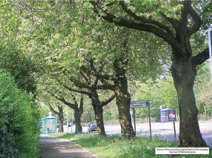  ?? ?? Some of the surviving original trees of the Coseley Avenue of Remembranc­e