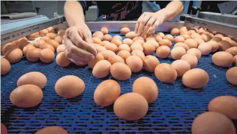  ?? FOTO: DPA ?? Millionen Eier wurden in Belgien, den Niederland­en und Deutschlan­d aus dem Handel genommen, nachdem eine Belastung mit dem Pflanzensc­hutzmittel Fipronil festgestel­lt wurde.
