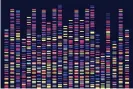  ?? Photograph: Getty Images ?? visualisat­ion of genomic data from a DNA test.