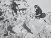  ?? STEVEN W. SALISBURY ?? Dr. Anthony Romilio and Linda Pollard of the University of Queensland create a silicon cast of sauropod tracks.