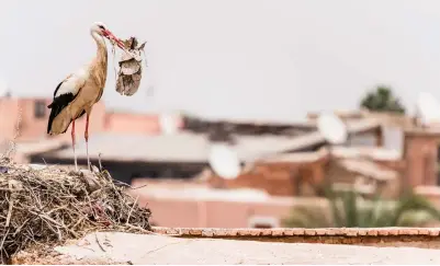  ?? ?? Left: White storks on a roof. You can find great wildlife photograph­y opportunit­ies just about anywhere if you look.