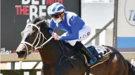  ?? Picture: JC Photograph­ics ?? CLASH OF CHAMPIONS. Malmoos will be one of the country's leading three-year-olds competing in Saturday's Grade 2 WSB Gauteng Guineas over 1600m at Turffontei­n.