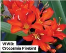  ??  ?? VIVID: Crocosmia Firebird