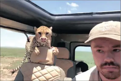  ?? PICTURE: PETERHEIST­EIN.COM/GRAND RUAHA SAFARIS/ REUTERS ?? A cheetah wanders into the safari vehicle of a family on a trip to the Serengeti in Tanzania, March 22, 2018, in this still image obtained from a video via Peter Heistein.