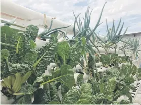  ??  ?? HANDS UP FOR NATURE. Spring onion, lettuce and other vegetables grows on a highrise rooftop in Johannesbu­rg.