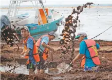  ??  ?? Un grupo de trabajador­es estatales retiran el sargazo acumulado que se encuentra en la playa El Recodo, en Cancún.