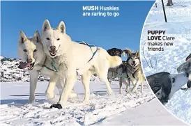  ??  ?? MUSH Huskies are raring to go
PUPPY LOVE Clare makes new friends