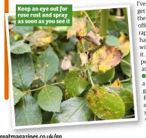  ??  ?? Keep an eye out for rose rust and spray as soon as you see it