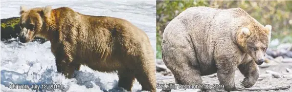  ??  ?? Brown bear 435 Holly’s remarkable expansion from summer, left, has made her a strong contender in the park’s Fat Bear Week contest.