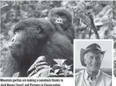  ??  ?? Mountain gorillas are making a comeback thanks to Jack Hanna (inset) and Partners in Conservati­on.