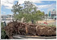  ?? ?? Most of the calls to Fire and Emergency NZ related to trees and powerlines being brought down by strong winds.