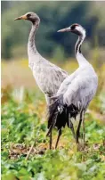  ?? Foto: dpa/Patrick Pleul ?? Bis zu sieben Kilo schwer, 1,20 Meter groß: Grus Grus