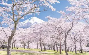  ?? ?? TOKYO’s Mt. Fuji Flower Festival and Ropeway & Fruit Picking Tour.