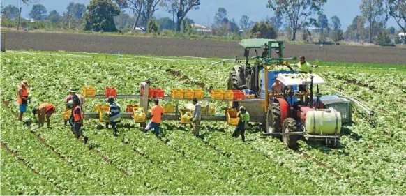  ?? PHOTO: FILE ?? GATTON GALA: Growers from the Lockyer Valley gathered to celebrate the vitality of the local industry, such as this Lockrose operation.