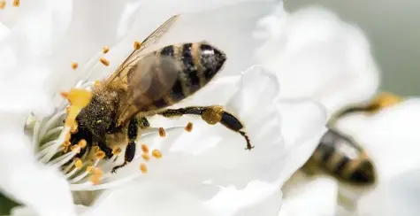  ?? Foto: Patrick Seeger, dpa ?? In der Europäisch­en Union wird geprüft, was zum Schutz der Honigbiene getan werden muss.
