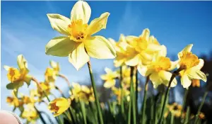  ?? Pictures: WALES NEWS SERVICE, GETTY ?? Rich pickings...upland daffodils could ease Alzheimer’s for millions