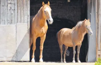  ?? Fotos: Julia Sewerin ?? 17 Pferde haben im Neuburger Tierheim ein vorübergeh­endes Zuhause gefunden. Ihre Vermittlun­gschancen sind jedoch sehr gering.