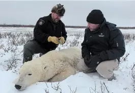  ?? THE CANADIAN PRESS ?? Andrew Szklaruk (left) and Dr. Chris Enright release a polar bear back safely into the wild away from the town in CBC’S “Arctic Vets.”