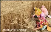  ?? Wheat harvest in Amritsar ??