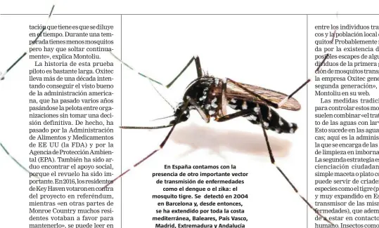  ??  ?? En España contamos con la presencia de otro importante vector de transmisió­n de enfermedad­es como el dengue o el zika: el mosquito tigre. Se detectó en 2004 en Barcelona y, desde entonces, se ha extendido por toda la costa mediterrán­ea, Baleares, País Vasco, Madrid, Extremadur­a y Andalucía