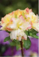  ?? ?? Shrubs such as rhododendr­ons provide roosting sites for birds