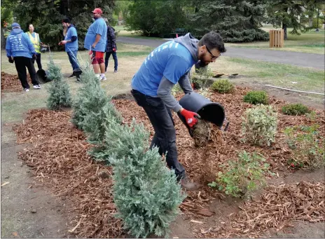  ?? Photos by Matthew Liebenberg/Prairie Post ?? Chris Martens from SaskAbilit­ies Swift Current branch adds mulch to a flower bed in Memorial Park.