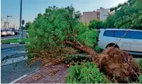  ?? Photo by Neeraj Murali ?? A tree uprooted in Discovery Gardens. —