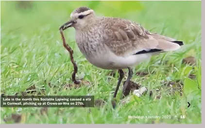  ??  ?? Late in the month this Sociable Lapwing caused a stir in Cornwall, pitching up at Crows-an-Wra on 27th.