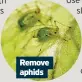  ??  ?? Remove aphids