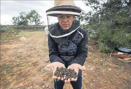  ?? ALEJANDRO LLOP / GREENPEACE ?? Abejas muertas por el uso sin control de insecticid­as en un campo de Valencia