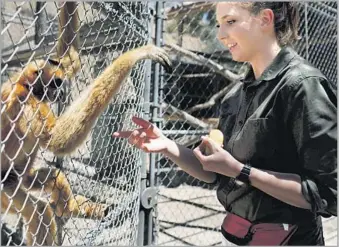  ?? Dania Maxwell Los Angeles Times ?? SOPHIA PADEN, a volunteer, works with Pepper, a northern white-cheeked gibbon, during a feeding at the Gibbon Conservati­on Center in Santa Clarita. Paden is studying exotic animal training in college.