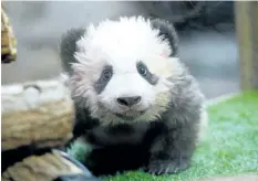  ?? THIBAULT CAMUS/GETTY IMAGES ?? Chinese dignitarie­s and France’s first lady Brigitte Macron officially named a baby panda born in a zoo near Paris Yuan Meng.