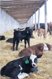  ??  ?? Voici la cabane à veaux de la Ferme JNS Godbout dont le sol est recouvert de paille et qui est munie d’un toit solaire et de broches électrique­s. Ailleurs sur le site, on retrouve aussi une tour de surveillan­ce pour le vêlage et un séchoir à veaux.