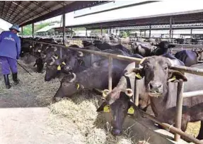  ??  ?? Dairy buffaloes at the Philippine Carabao Center.