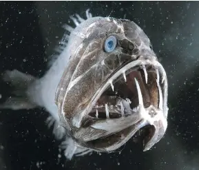  ??  ?? The fangtooth has the largest teeth relative to body size for any fish in the entire ocean.