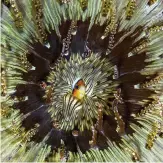  ??  ?? SHY by Pedro Carrillo, Spain. The mesmerisin­g pattern of a beaded sand anemone frames a juvenile Clarkii clownfish in Lembehstra­it, Sulawesi, Indonesia.