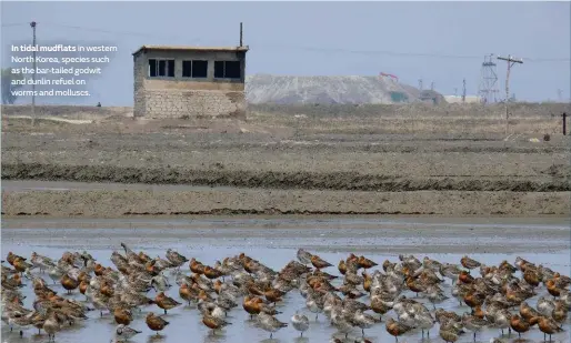  ??  ?? In tidal mudflats in western North Korea, species such as the bar-tailed godwit and dunlin refuel on worms and molluscs.