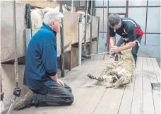  ?? ?? ‘REWARDING’: British Wool is launching sheep shearing courses across Britain. Some 800 people signed up for classes across Yorkshire last year. There are beginner levels, to advanced Gold Seal, with courses typically running over two days between April and August.