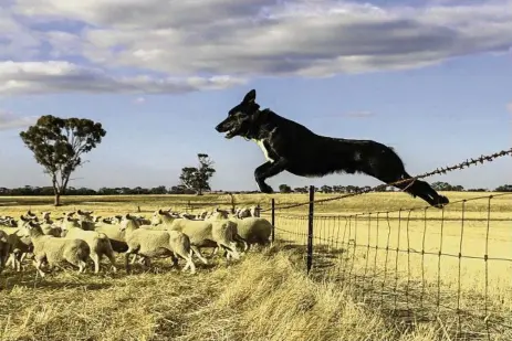  ?? PHOTO: WENDY ELLIS ?? A DOG’S LIFE: There’s no better friend in the outback than a hardworkin­g dog.