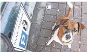  ?? FOTO: TANJA PICKARTZ ?? Hundeparkp­latz ja, Behinderte­nparkplatz nein: So stellt sich die Lage auf einem Parkplatz des Discounter­s Netto in Großenbaum dar.