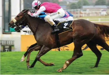  ?? /JC PHOTOGRAPH­ICS ?? Sylvan On Fire to resume winning ways at the Vaal today.