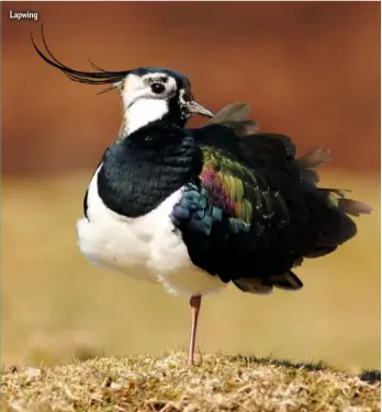  ??  ?? Lapwing