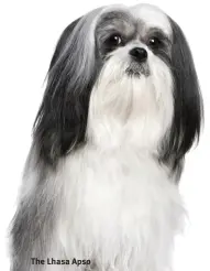  ?? ?? The Lhasa Apso